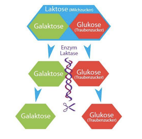 Laktiseintoleranz