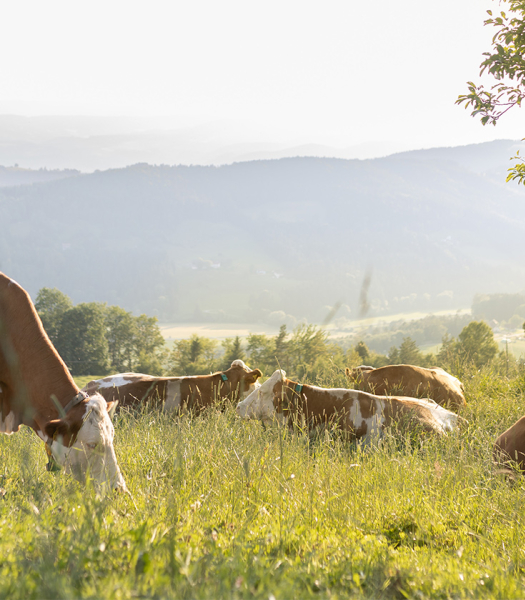Header_Nachhaltigkeitsbericht