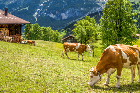 Was steckt im Käse?