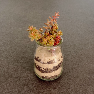 Sukkulenten im Glas - Schritt 3